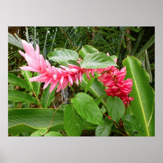 Póster Hawaii Ginger (Frente)