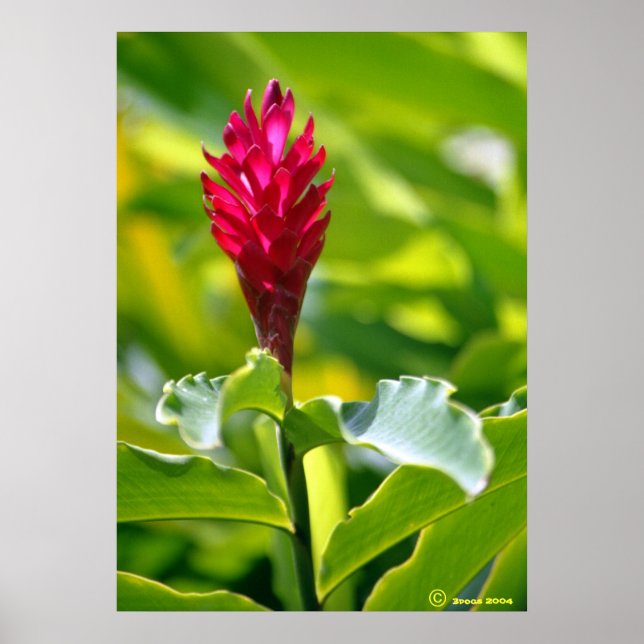 Póster Hawaii Ginger (Frente)