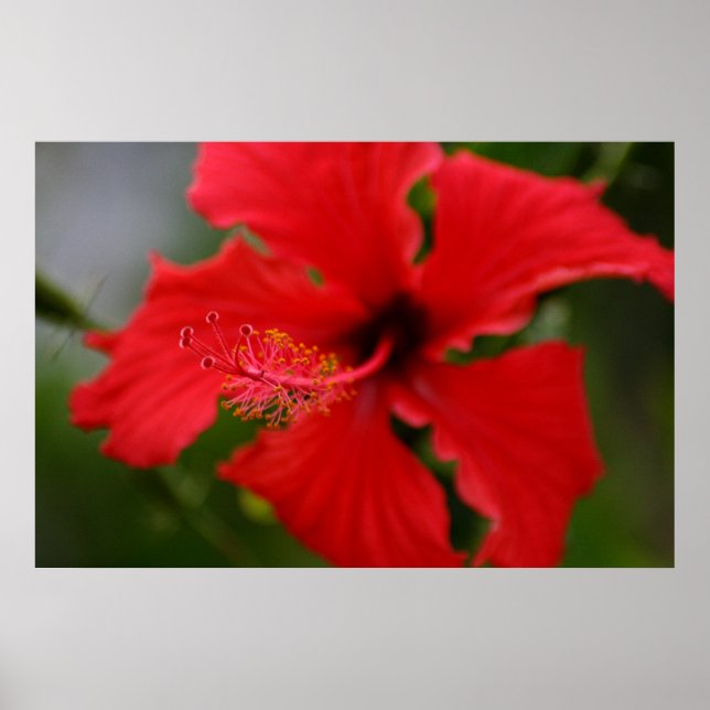 Póster Hawaii Hibiscus (Frente)