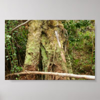 HAWAII OHIA CON BENT GUAVA TREE