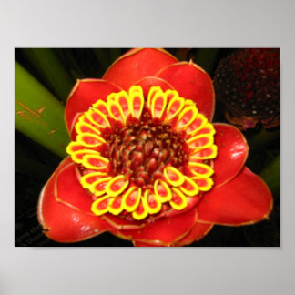 Póster Hawaii Torch Ginger