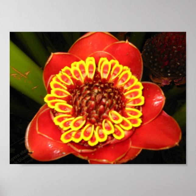 Póster Hawaii Torch Ginger (Frente)