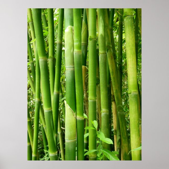 Póster Hawaiian Bamboo (Frente)