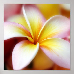 Póster Hawaiian blanco de la flor de Hawaii del