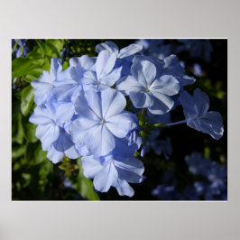Póster Hawaiian Blue Plumbago flower 