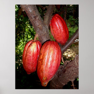 Póster Hawaiian Cacao Pods