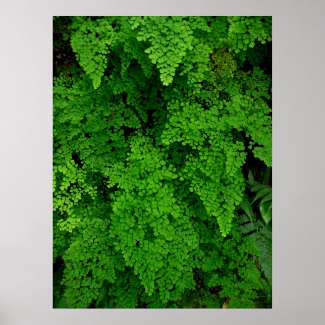 Póster Hawaiian Ferns (Frente)