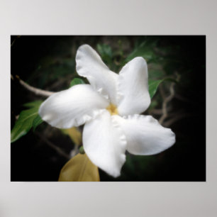 Póster Hawaiian Flower 2