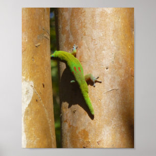 Póster Hawaiian gecko on guava tree