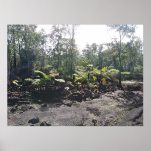 PÓSTER HAWAIIAN HAPUU FERNS