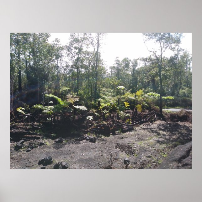 PÓSTER HAWAIIAN HAPUU FERNS (Frente)