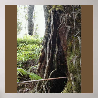 PÓSTER HAWAIIAN OHIA TREE