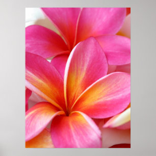 Póster Hawaiian rosado de la flor de Hawaii del