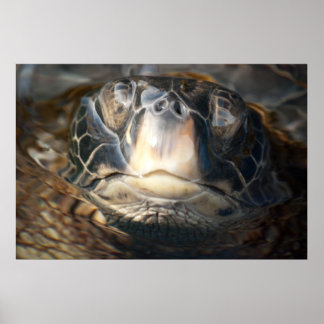 Póster Hawaiian Sea Turtle