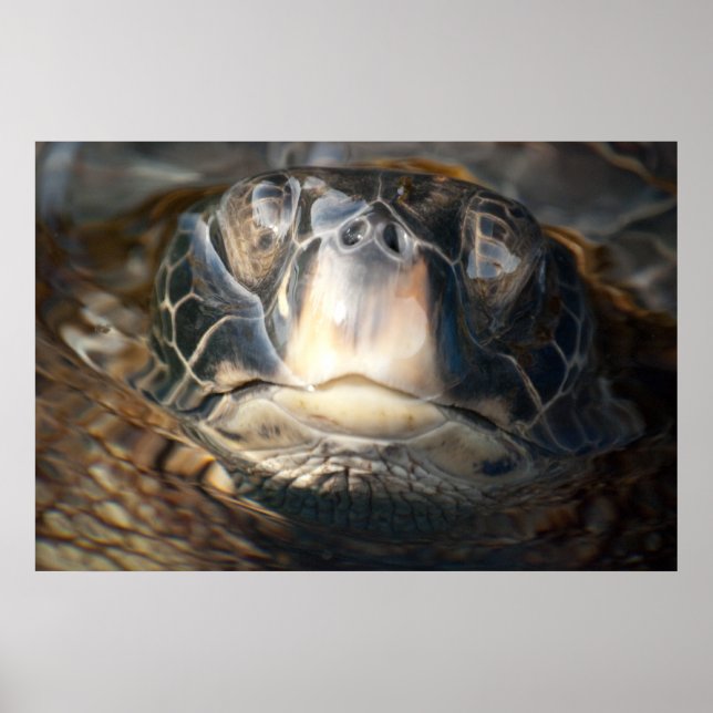 Póster Hawaiian Sea Turtle (Frente)