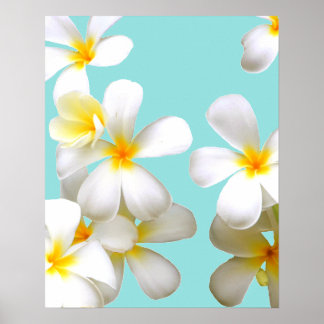 Póster Hawaiian white plumeria flower blue
