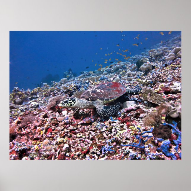 Póster Hawksbill camuflado (Frente)