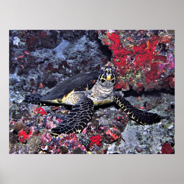 Póster Hawksbill de Maldivas (Frente)