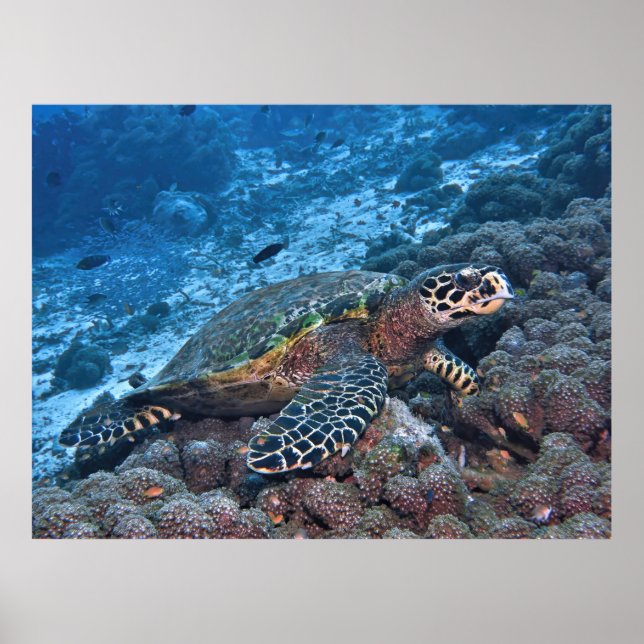 Póster Hawksbill de Raja Ampat (Frente)