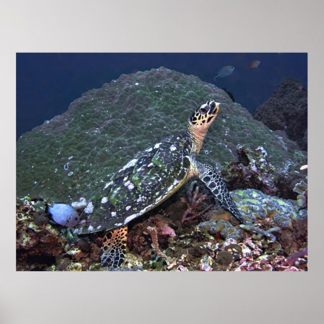Póster Hawksbill en el arrecife (Frente)