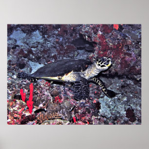Póster Hawksbill en Maldivas