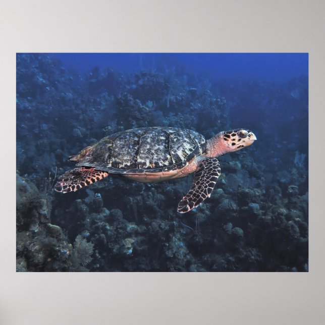 Póster Hawksbill en Roatan (Frente)