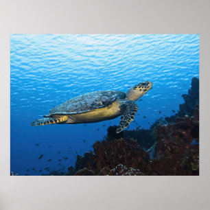 Póster Hawksbill pasa