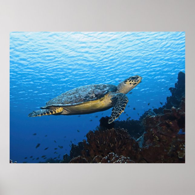 Póster Hawksbill pasa (Frente)
