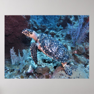 Póster Hawksbill Se Mezcla