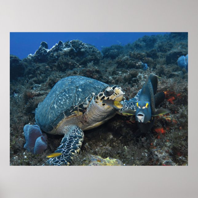 Póster Hawksbill y Crew (Frente)