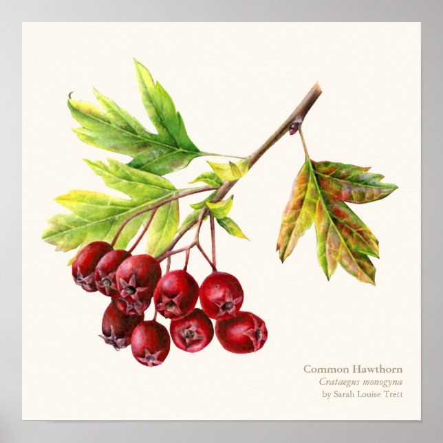 Póster Hawthorn botanical fine art poster print (Frente)
