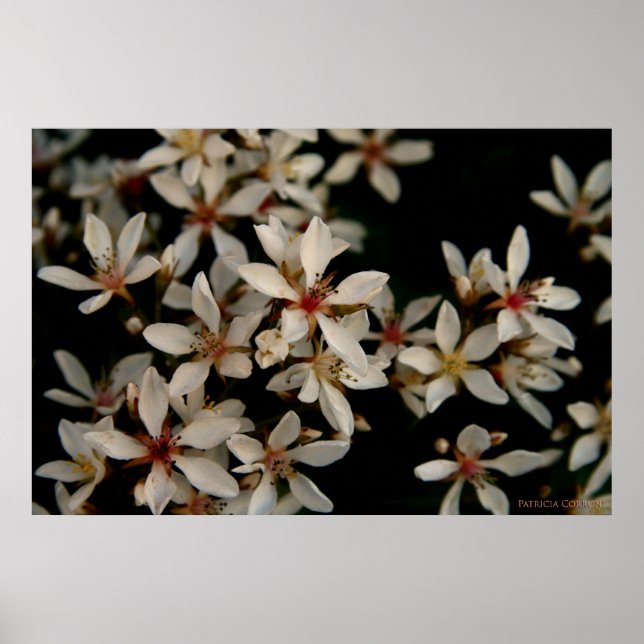 Póster Hawthorne (Frente)