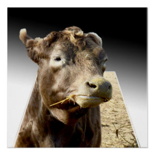 Póster Hay Day: El momento de la masacre de una vaca marr