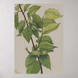 Póster Hazelnut al horno (Corylus rostrata)
