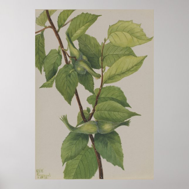 Póster Hazelnut al horno (Corylus rostrata) (Frente)