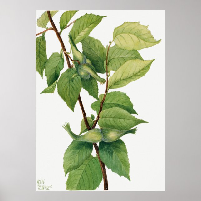 Póster Hazelnut beaked (Corylus rostrata) (1932) por Mary (Frente)