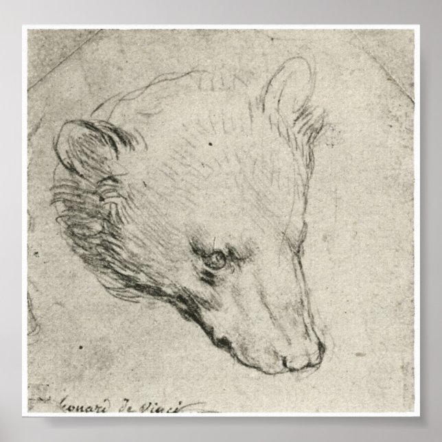 Póster Head of a Bear, Leonardo Da Vinci (Frente)