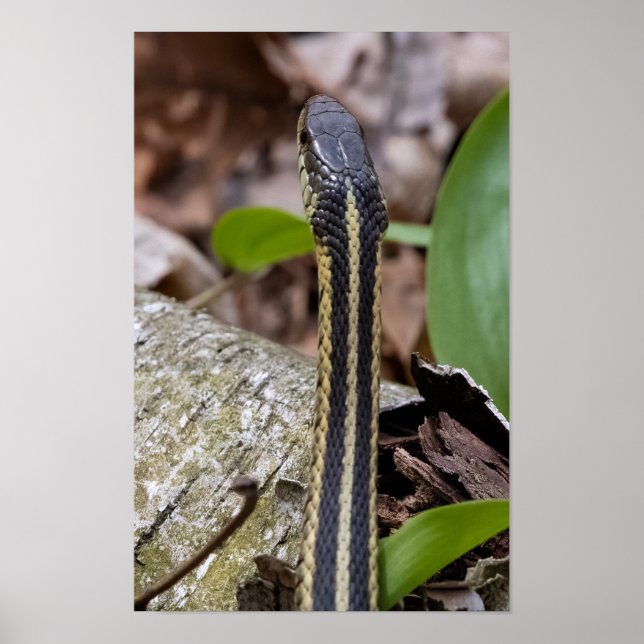 Póster Head of a Snake (Frente)