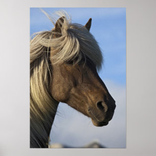 Póster Head of Icelandic horse, Iceland