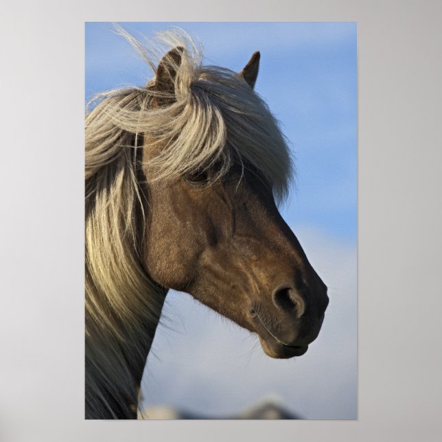 Póster Head of Icelandic horse, Iceland (Frente)