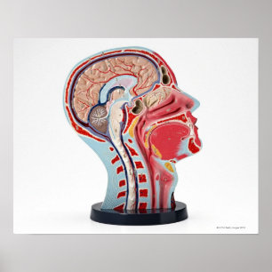 Póster Head Section Model