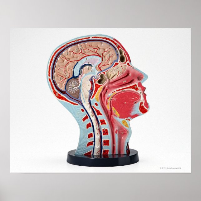 Póster Head Section Model (Frente)