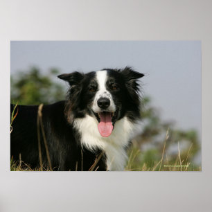 Póster Headshot 1 del jadeo del border collie