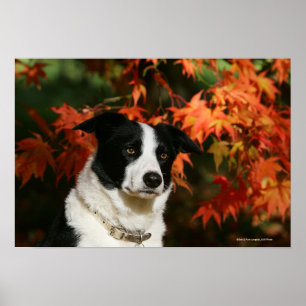 Póster Headshot del otoño del border collie