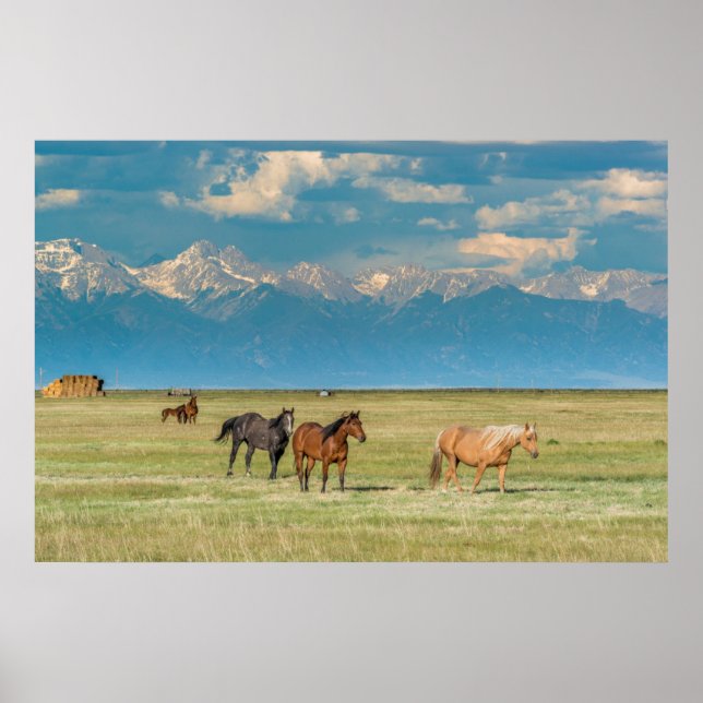 Póster Heard of Horses in Hayfield (Frente)