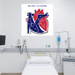 Póster Heart Anatomy-