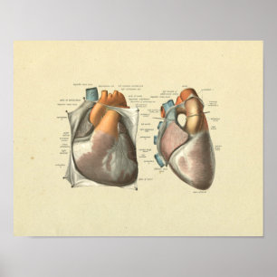 Póster Heart Arteries Veins Anatomy Print