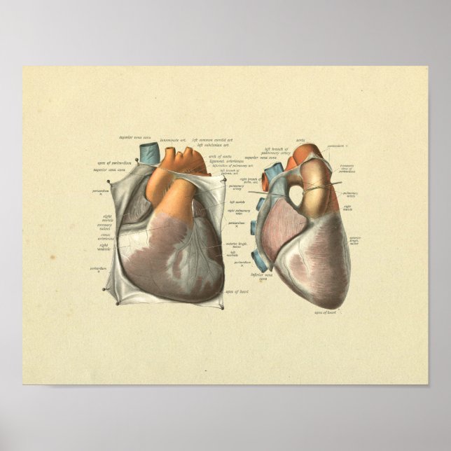 Póster Heart Arteries Veins Anatomy Print (Frente)