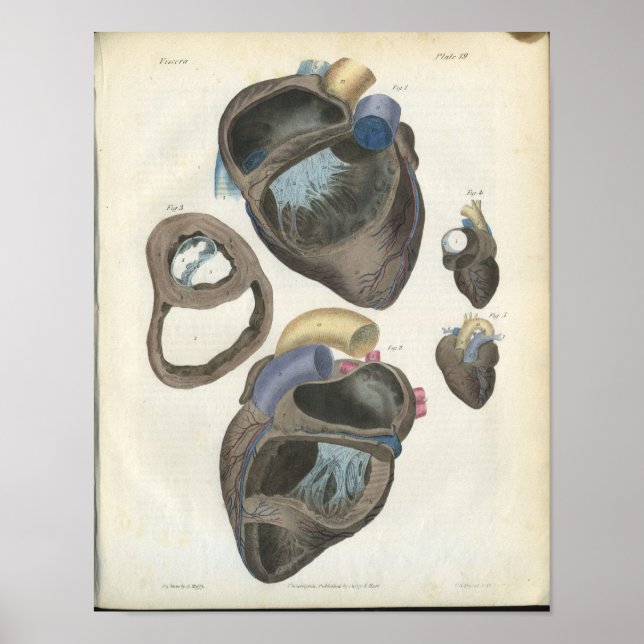 Póster Heart Vintage Anatomy Print (Frente)