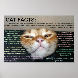 Póster Hechos del gato 3